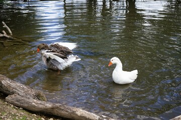 Große Hausgans mit prächtig weißem Gefieder in einem Teich. 