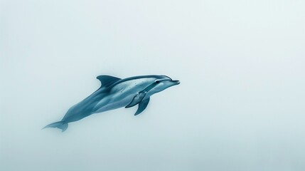 A solitary dolphin captured in mid-leap, its smooth body and fins detailed against a bright white backdrop.