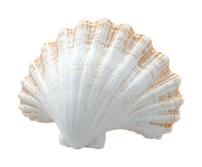 Elegant sea shell icon on high fidelity design minimalist style digital close-up perspective isolated on transparent background png