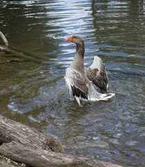 Fototapeta premium Large domestic goose with splendid brown plumage waves its wings in a pond.