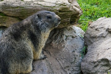 Close-up of a shy young marmot peering timidly out of its burrow surrounded by stones, Alpine marmot, Marmota marmota, Dolomites, South Tyrol, Italy, Mountain Animals