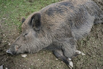 Close-up of a Eurasian wild boar in the mud with crusty brown fur and large tusks, Sus scrofa, Wild Swine, common wild pig.