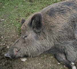 Close-up of a Eurasian wild boar in the mud with crusty brown fur and large tusks, Sus scrofa, Wild Swine, common wild pig.