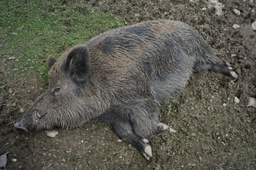 Close-up of a Eurasian wild boar in the mud with crusty brown fur and large tusks, Sus scrofa, Wild Swine, common wild pig.
