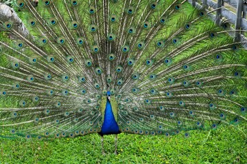 Obraz premium Close-up of a male Peafowl with splendidly colourful feather wheel, bird of the pheasant family, Peacock, Peacock feathers, Pavo. 
