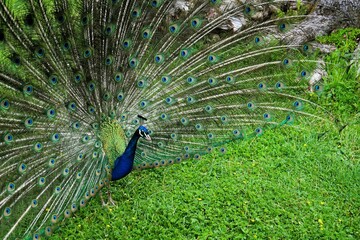 Obraz premium Close-up of a male Peafowl with splendidly colourful feather wheel, bird of the pheasant family, Peacock, Peacock feathers, Pavo. 