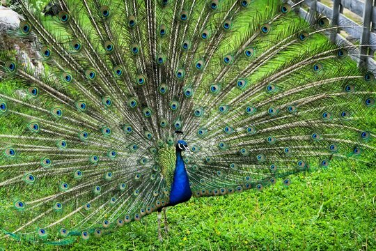 Close-up of a male Peafowl with splendidly colourful feather wheel, bird of the pheasant family, Peacock, Peacock feathers, Pavo. 
