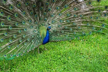 Obraz premium Close-up of a male Peafowl with splendidly colourful feather wheel, bird of the pheasant family, Peacock, Peacock feathers, Pavo. 