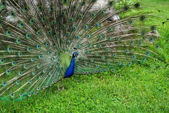 Close-up of a male Peafowl with splendidly colourful feather wheel, bird of the pheasant family, Peacock, Peacock feathers, Pavo. 