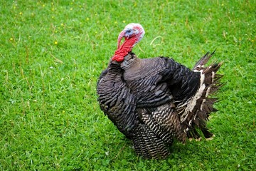 Proud male turkey with dark plumage strutting across a green meadow.