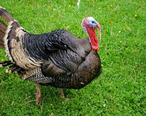 Proud male turkey with dark plumage strutting across a green meadow.