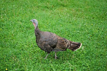 Fototapeta premium Female turkey with brown plumage strutting across a green meadow.