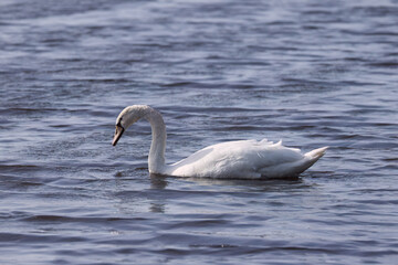 swan in the lake, elegant white swan looks down, white mute swan, white water bird in the blue lake, elegant water bird in the water, slightly wavy