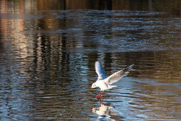 Lachmöwe im Anflug auf einen ruhigen Teich