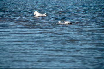 Zwei Lachmöwen (Larus ridibundus) beim baden
