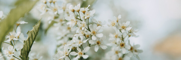 Fototapeta premium Blooming cherry branches with white flowers close-up, background of spring nature. Macro image of vegetation, close-up with depth of field.
