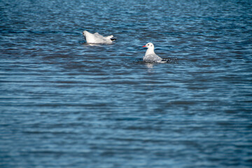 Zwei Lachmöwen (Larus ridibundus) beim baden