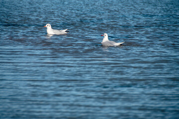 Zwei Lachmöwen (Larus ridibundus) beim baden