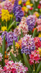 Obraz premium Colorful hyacinths blooming in a spring garden, close-up view