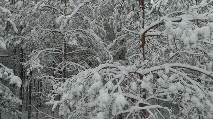 Spruce Forest in Winter. European Nature. Early and Cold Winter Evening With a Snowy Forest. Spruce Trees Covered With White Fluffy Snow. Boardwalk Through Fotrest. Winter in Latvia Aerial Dron Shot