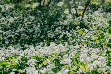 Fototapeta premium A field of white flowers with green leaves. The flowers are scattered throughout the field, with some in the foreground and others in the background