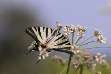 una farfalla iphiclides podalirius su un fiore in estate