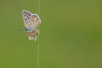 una farfalla licenide al tramonto in primavera