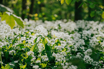 A field of white flowers with green leaves. The flowers are scattered throughout the field, with some in the foreground and others in the background. Scene is peaceful and serene, as the flowers