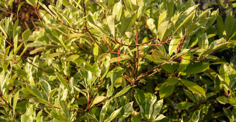 A tree with green leaves and brown tips