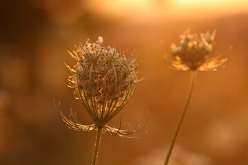 Obraz premium fiori di carota selvatica al tramonto in estate
