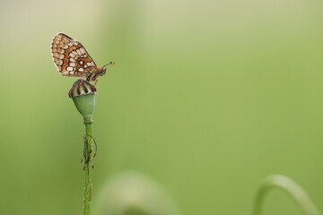 una farfalla melitaea al tramonto