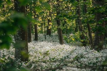 Obraz premium A forest with a lot of trees and a lot of white flowers. The flowers are scattered throughout the forest, and the sunlight is shining through the trees