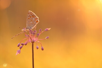 una farfalla licenide al tramonto in primavera