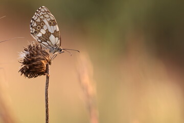 una farfalla melanargia galathea su un fiore in estate al tramonto