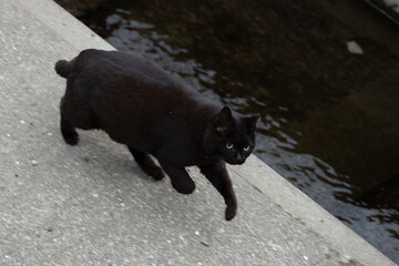 用水路の横を走ってる黒猫の野良猫