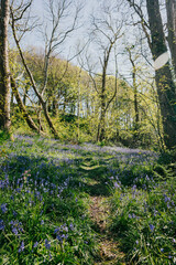 A path through a field of blue flowers. The flowers are in full bloom and the sky is clear