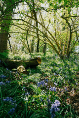 A forest with a large log on the ground. The log is surrounded by green grass and wildflowers