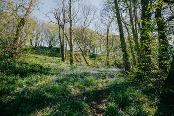 A forest with a blue sky in the background. The trees are green and the grass is lush
