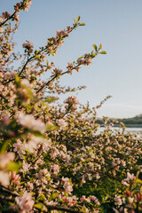 A beautiful field of pink flowers with a clear blue sky in the background. The flowers are in full bloom and the sky is bright and sunny