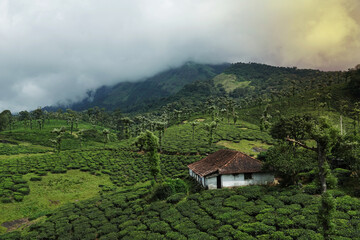 Tea plantion Nelliyampathy, Kerala
