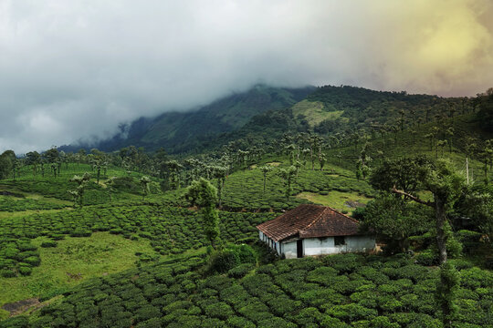 Tea plantion Nelliyampathy, Kerala