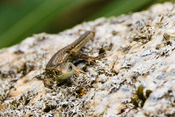 a common lizard lying on a stone. Sand lizard. Lacerta agilis Linnaeus