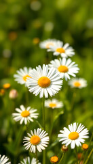 Obraz premium idyllic isolated daisy meadow in springtime on green blurred background, sunshine on blossoms of daisies, cheerful floral easter concept, Diffused lighting, with white tones