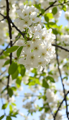 Obraz premium White flowers on a blossom cherry tree with soft background of green spring leaves and blue sky, silhouette