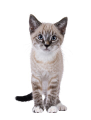 Cute house cat kitten, with tabby point pattern, standing up facing front. Looking straight to camera. Isolated cutout on a transparent background.