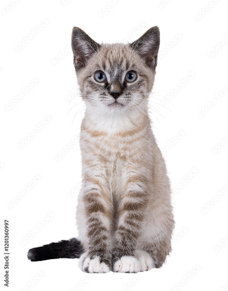 Poster cute house cat kitten, with tabby point pattern, sitting up facing front. looking straight to camera