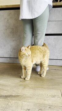 Playful orange cat explores kitchen while owner prepares snacks in cozy home