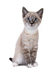 Cute house cat kitten, with tabby point pattern, sitting up facing front. Looking curious to camera. Isolated cutout on a transparent background.