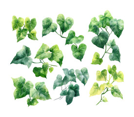 Lush green ivy leaves watercolor digital nature bright aesthetic concept isolated on transparent background png