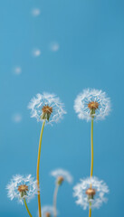 Naklejka premium white dandelions on blue background, dreamy atmosphere